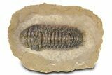 Colorful Crotalocephalina Trilobite - Atchana, Morocco #383212-3